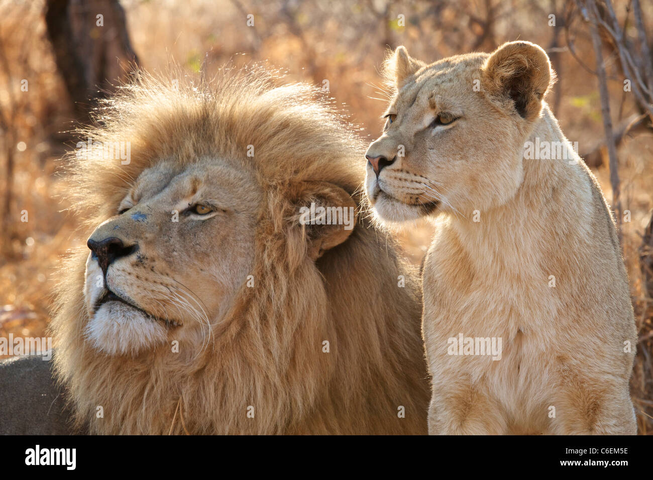 foto di leoni e leonesse
