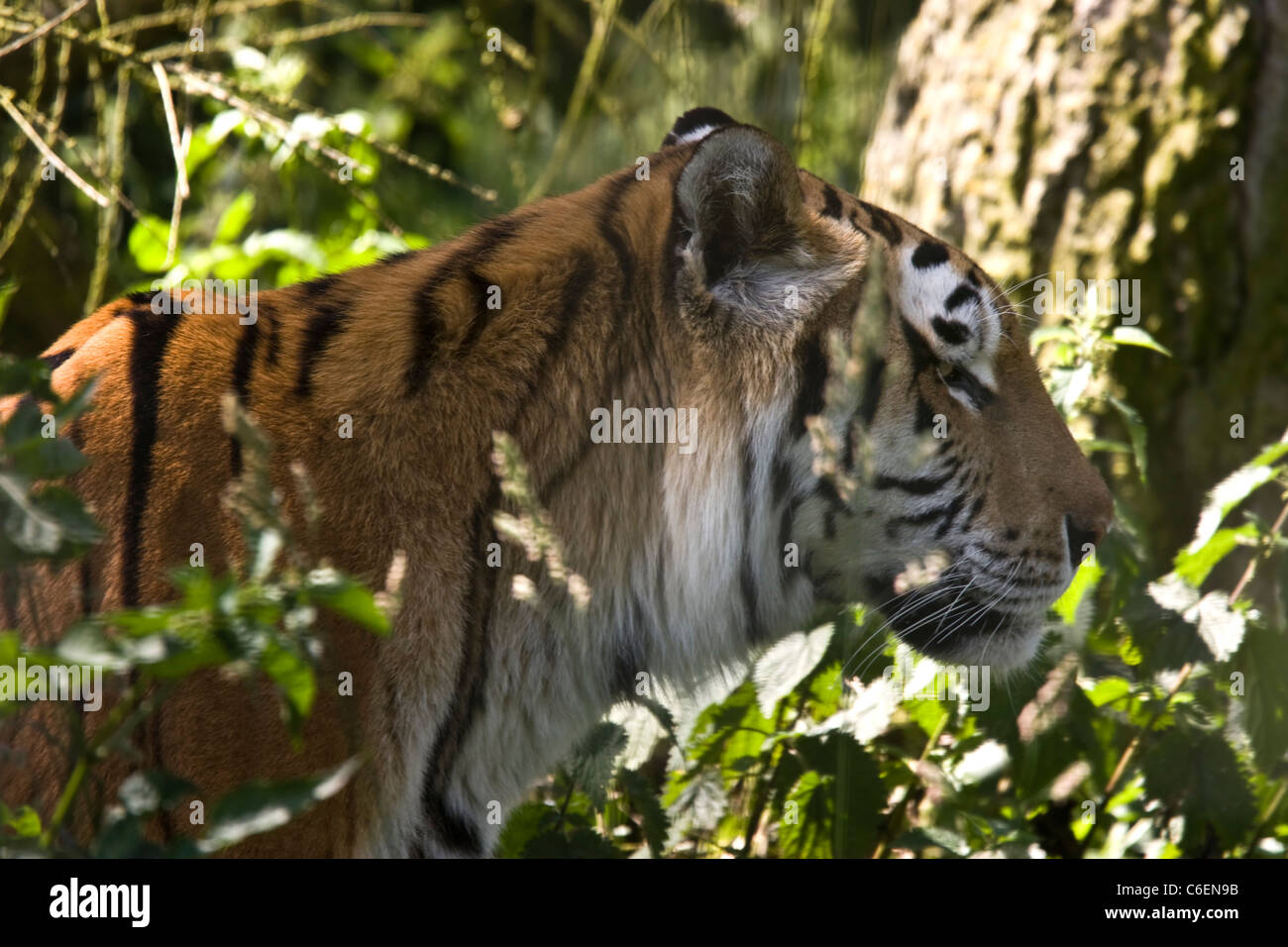 Tiger passeggiate attraverso l'erba nella giungla Foto Stock