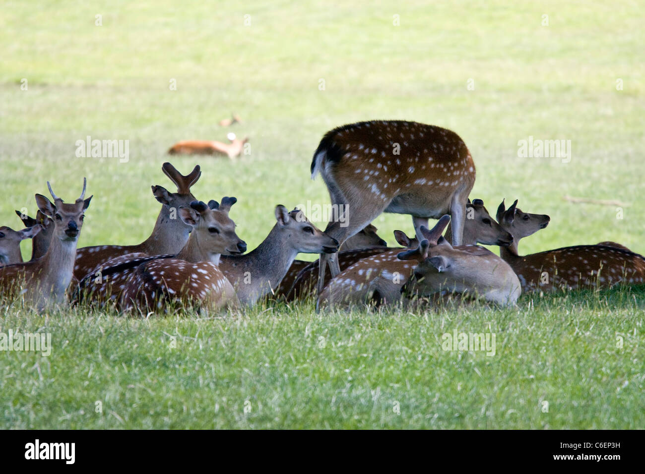 Asse i cervi nel Regno Unito il ricovero sotto un albero nel sole di mezzogiorno Foto Stock