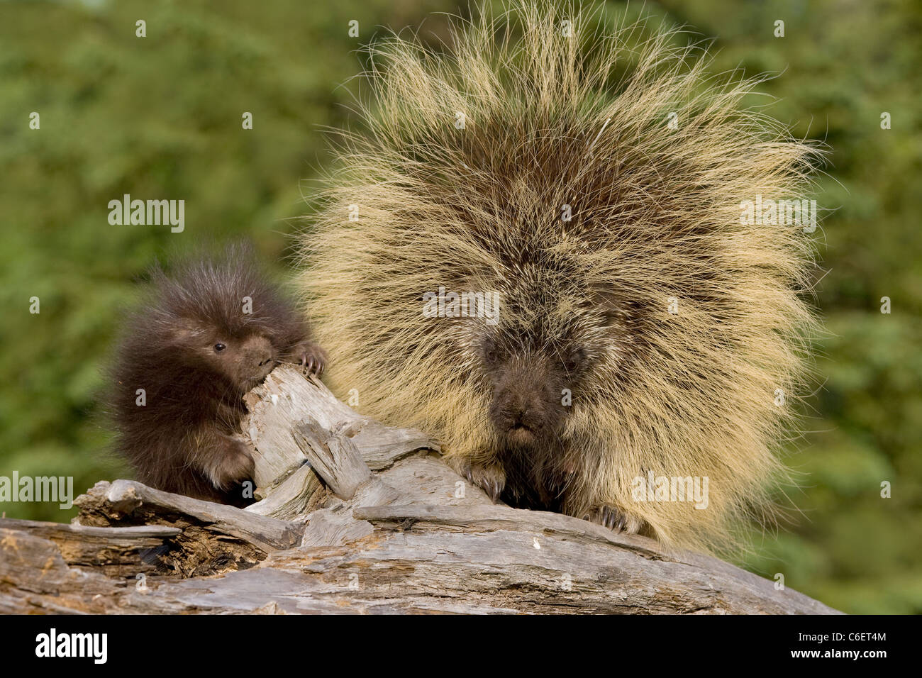 Porcupine, Nord America Foto Stock