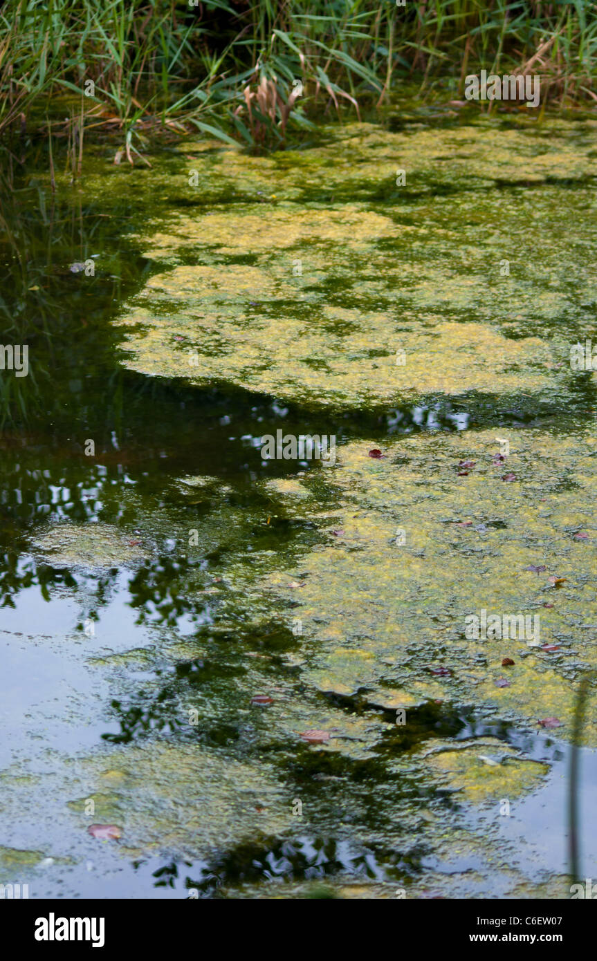 Alghe blu-verde blu verde Cockshoot Broad Norfolk England Regno Unito Foto Stock
