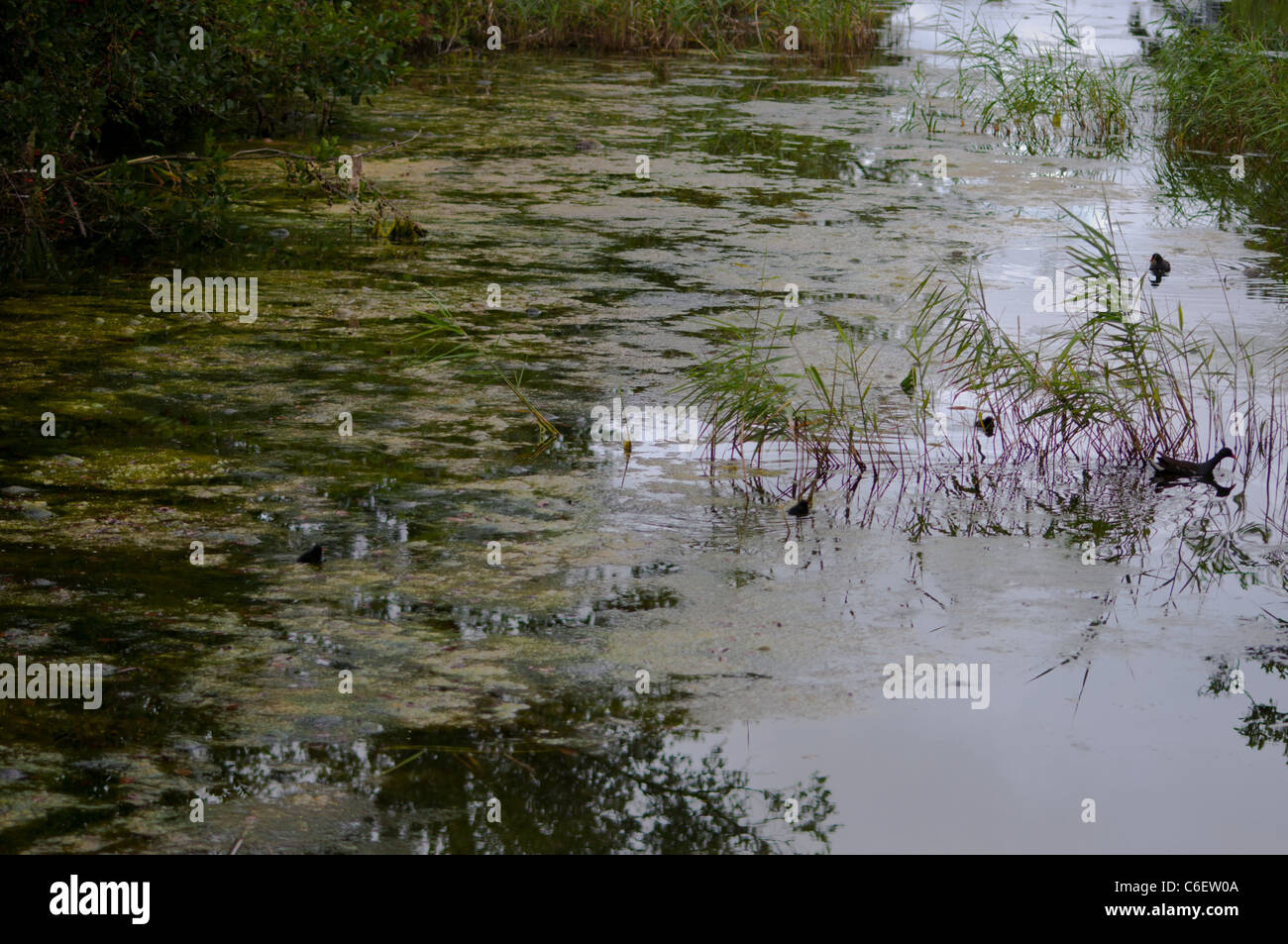 Alghe blu-verde blu verde Cockshoot Broad Norfolk England Regno Unito Foto Stock