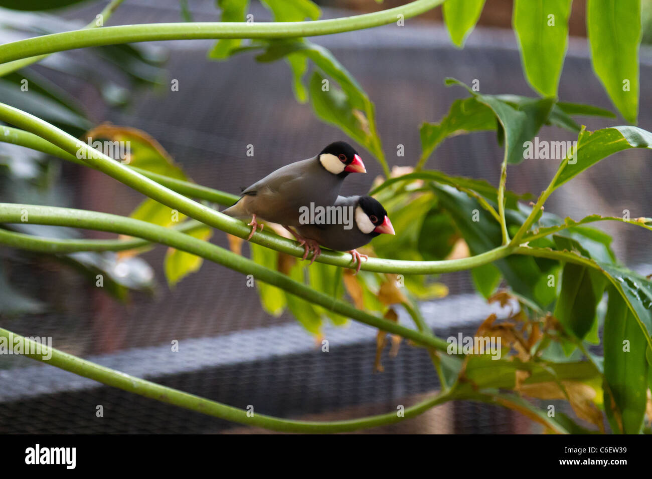 2 Birds appollaiato insieme. Prese per lo Zoo di Chester. Foto Stock