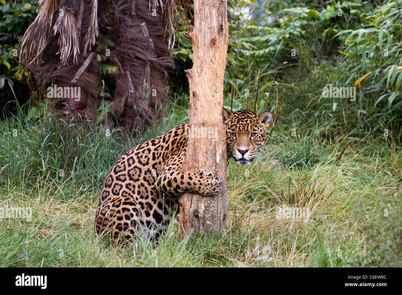 Una Jaguar stessa di incarto attorno ad un albero. Prese per lo Zoo di Chester. Foto Stock Una Jaguar stessa di incarto attorno ad un albero. Prese per lo Zoo di Chester. Foto Stock
