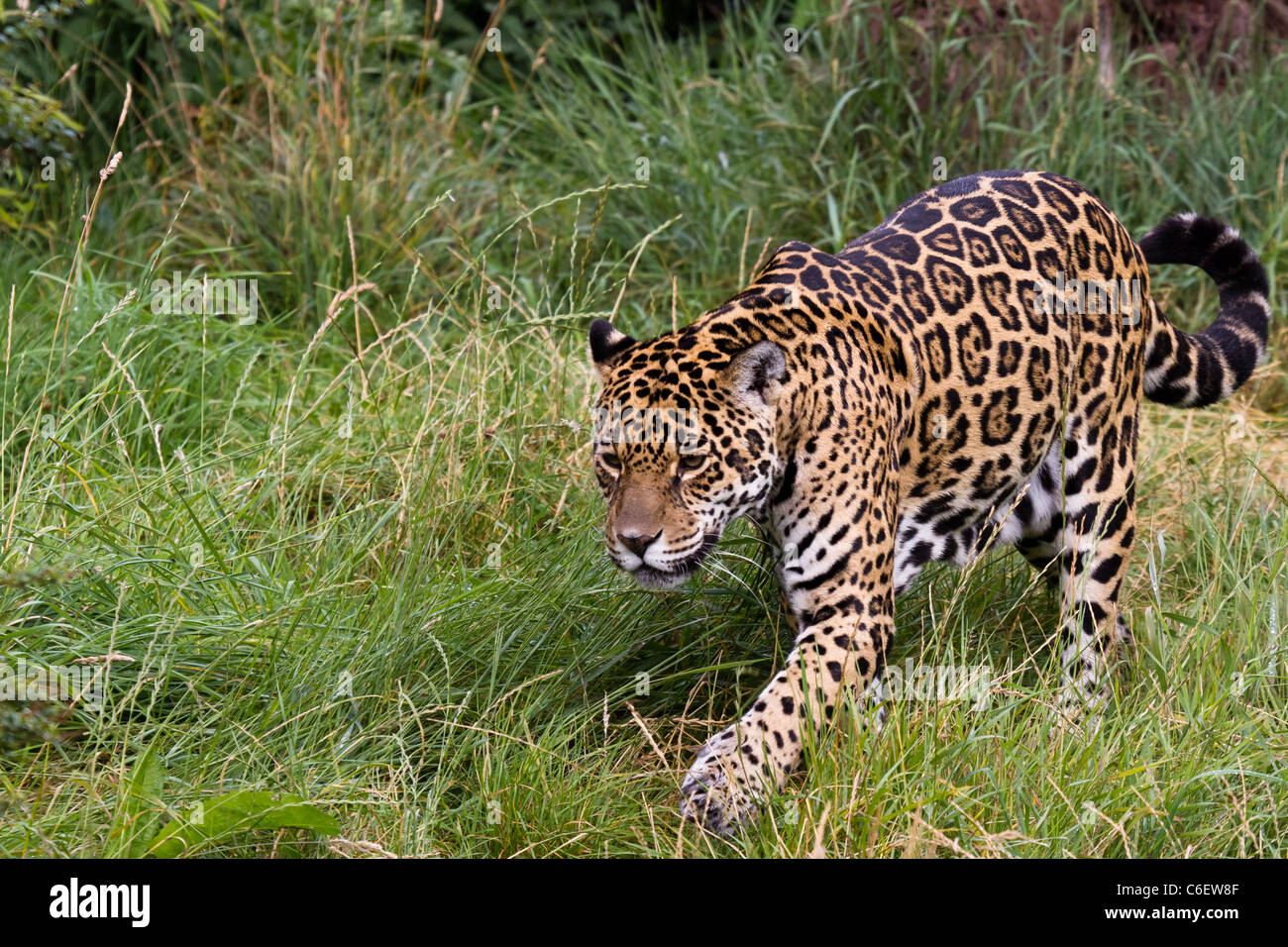 Una Jaguar a piedi lungo. Prese per lo Zoo di Chester. Foto Stock Una Jaguar a piedi lungo. Prese per lo Zoo di Chester. Foto Stock