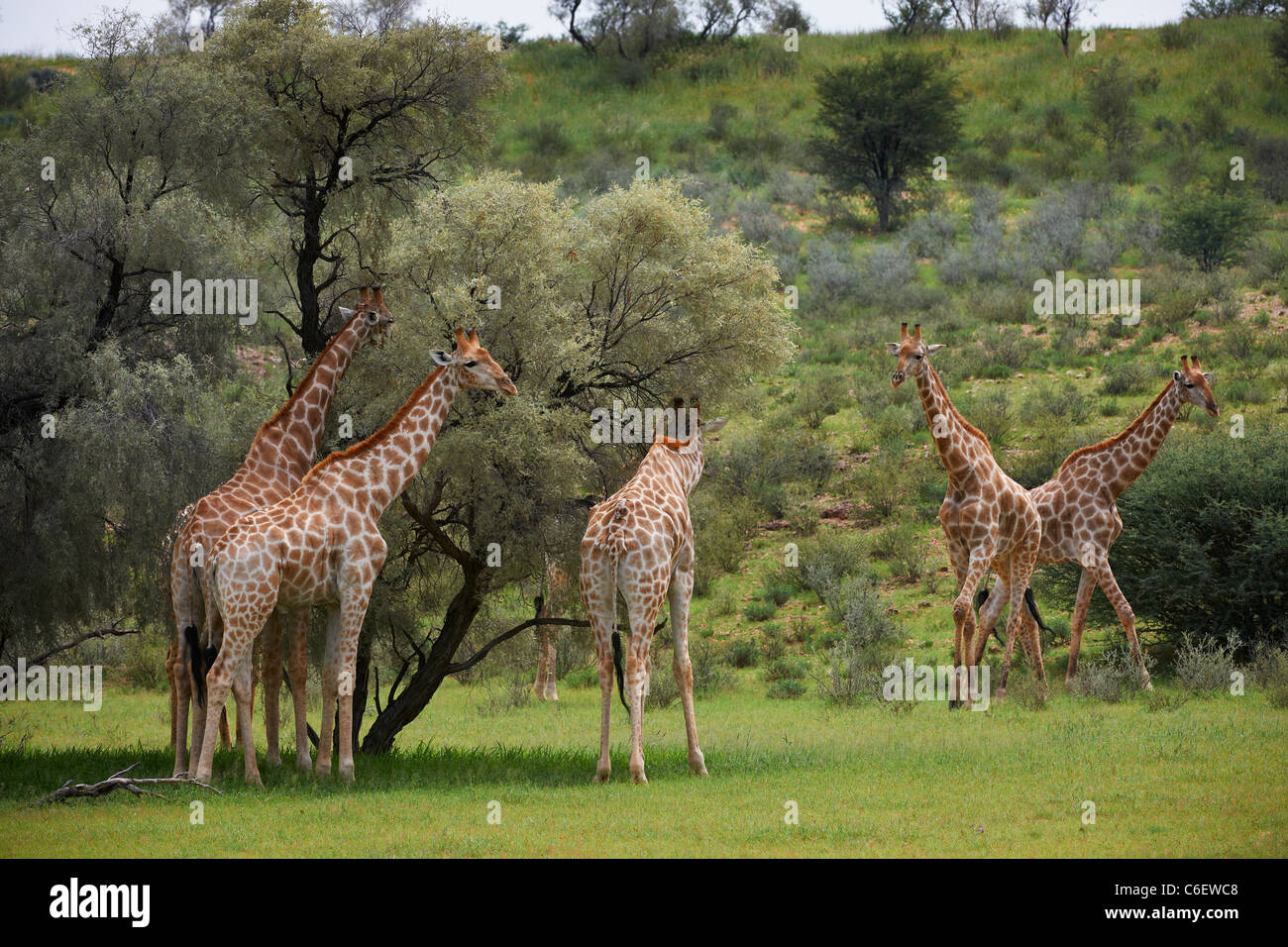 La giraffa, Giraffa camelopardalis, Kgalagadi Parco transfrontaliero, Sud Africa e Africa Foto Stock