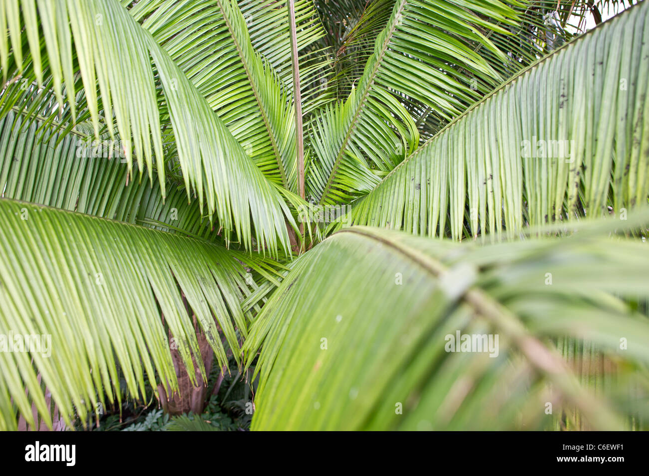 Gocce di rugiada sulle fronde di palma Foto Stock