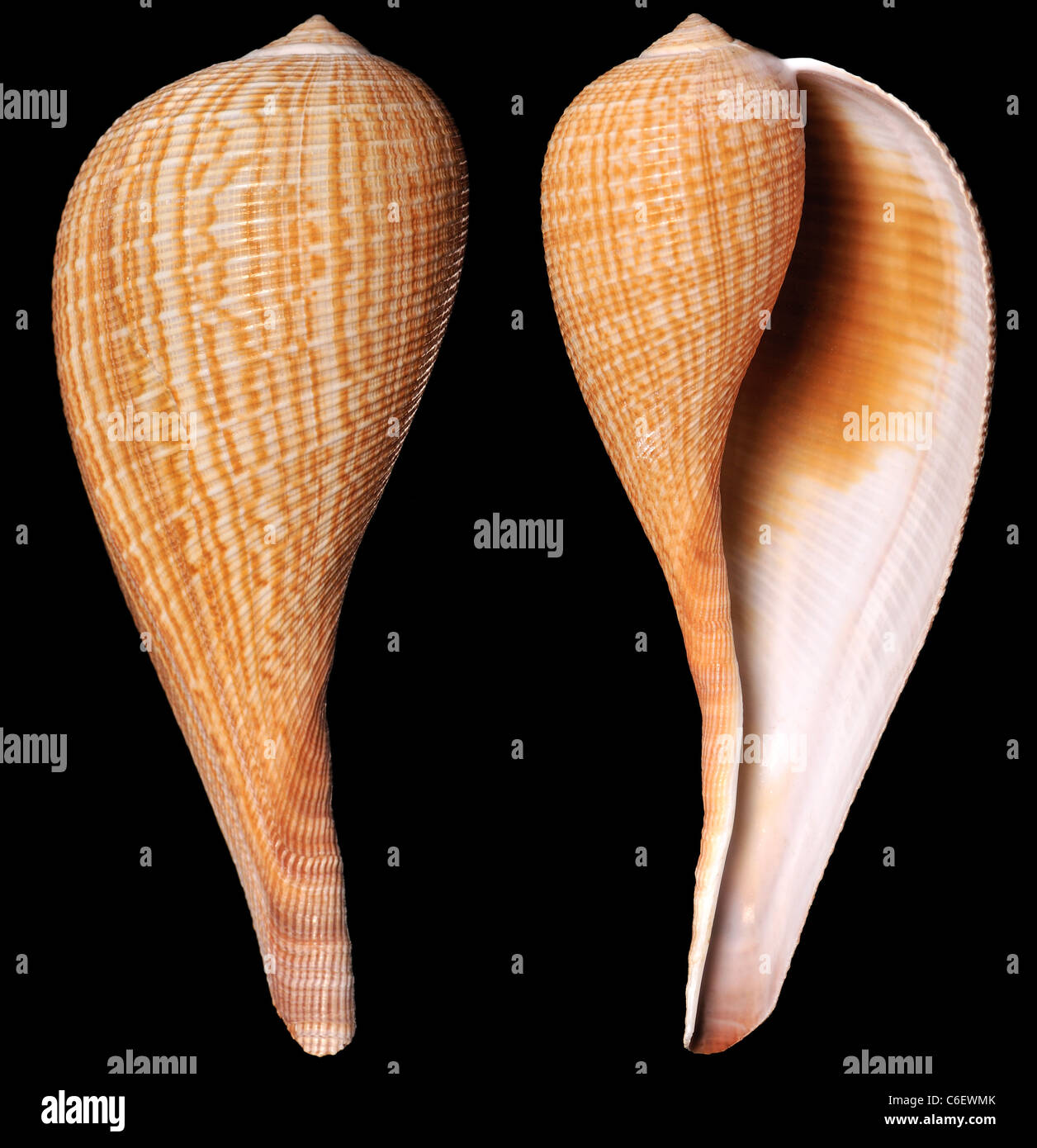 Grazioso Fig shell (Ficus gracilis) 13cm. Regione: Indo-pacifico, Giappone Foto Stock