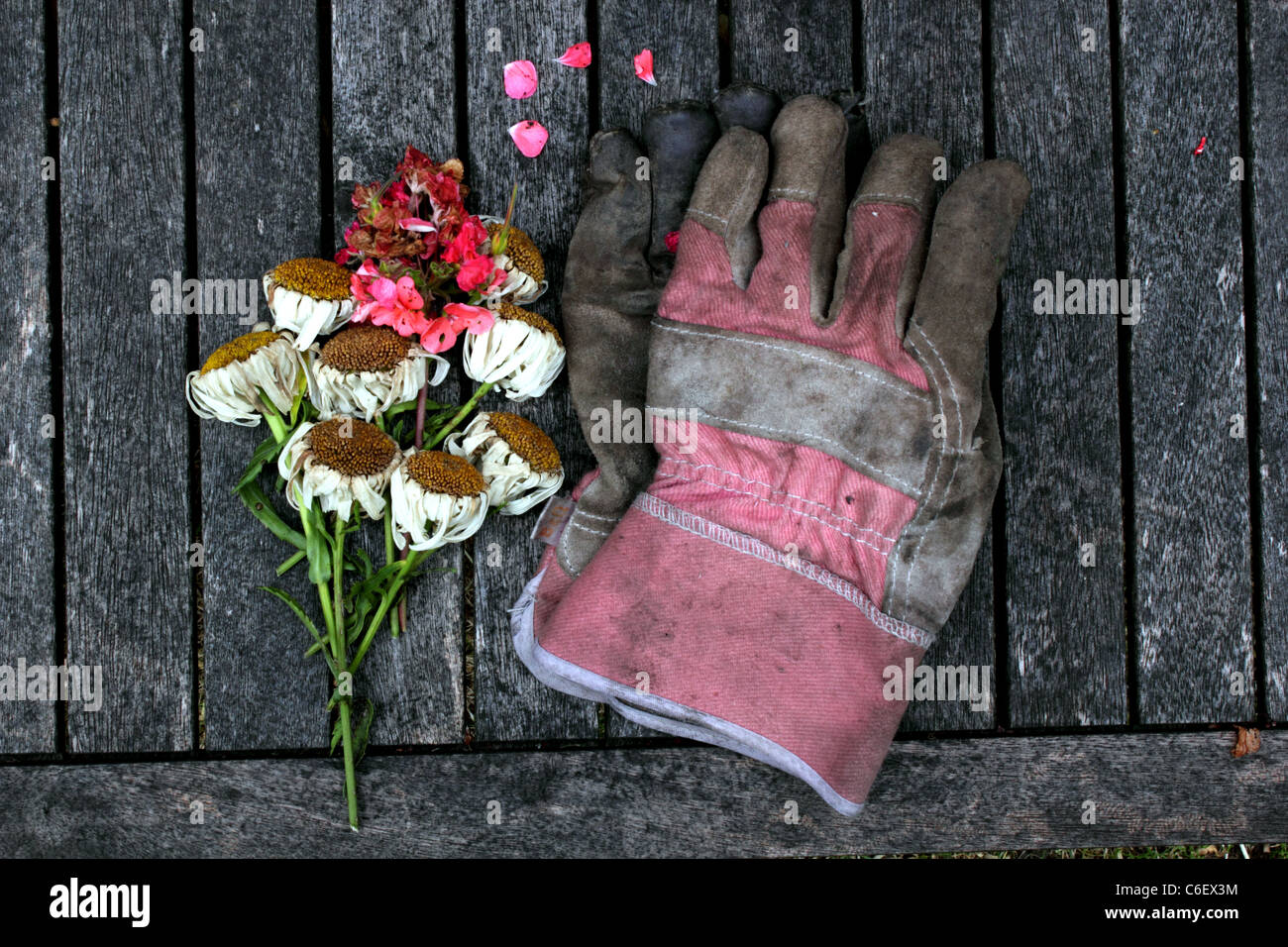 Vista aerea di guanti da giardinaggio, secateurs o tronchesini con potatura, tagliare o a vuoto fiori posti su una vecchia panca di legno Foto Stock