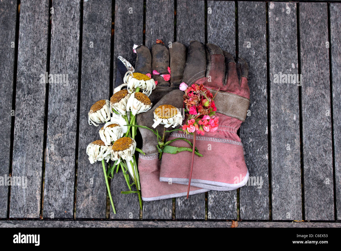Vista aerea di guanti da giardinaggio, secateurs o tronchesini con potatura, tagliare o a vuoto fiori posti su una vecchia panca di legno Foto Stock