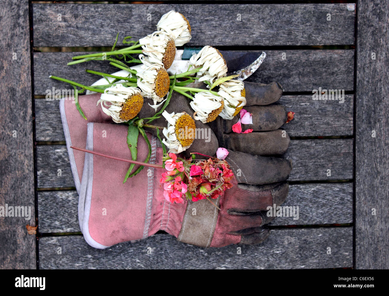 Vista aerea di guanti da giardinaggio, secateurs o tronchesini con potatura, tagliare o a vuoto fiori posti su una vecchia panca di legno Foto Stock