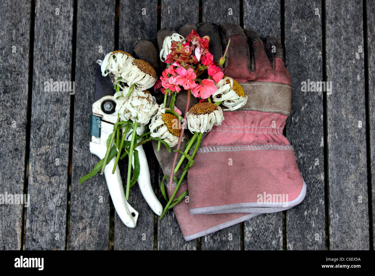 Vista aerea di guanti da giardinaggio, secateurs o tronchesini con potatura, tagliare o a vuoto fiori posti su una vecchia panca di legno Foto Stock
