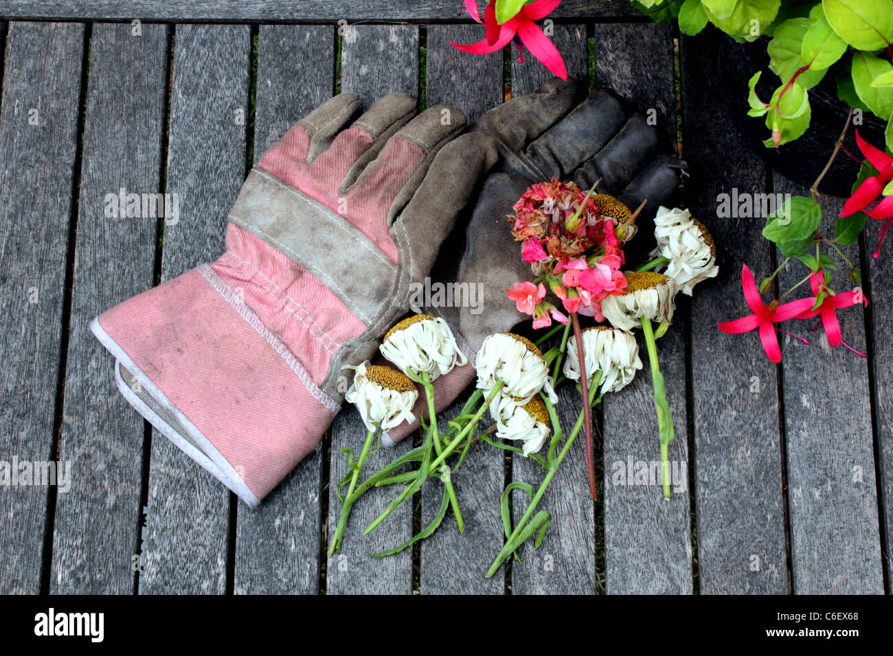 Vista aerea di guanti da giardinaggio, secateurs o tronchesini con potatura, tagliare o a vuoto fiori posti su una vecchia panca di legno Foto Stock