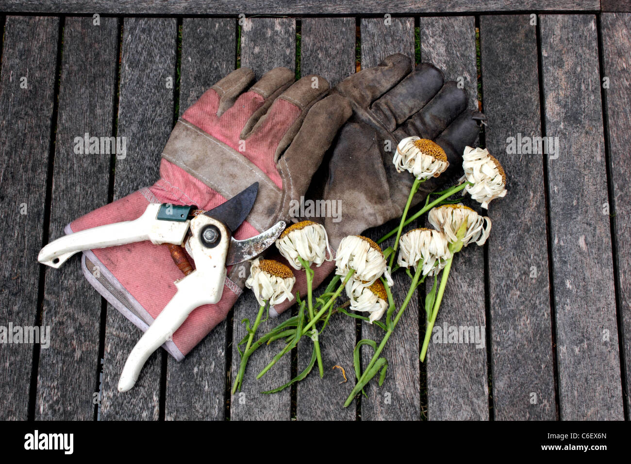 Vista aerea di guanti da giardinaggio, secateurs o tronchesini con potatura, tagliare o a vuoto fiori posti su una vecchia panca di legno Foto Stock