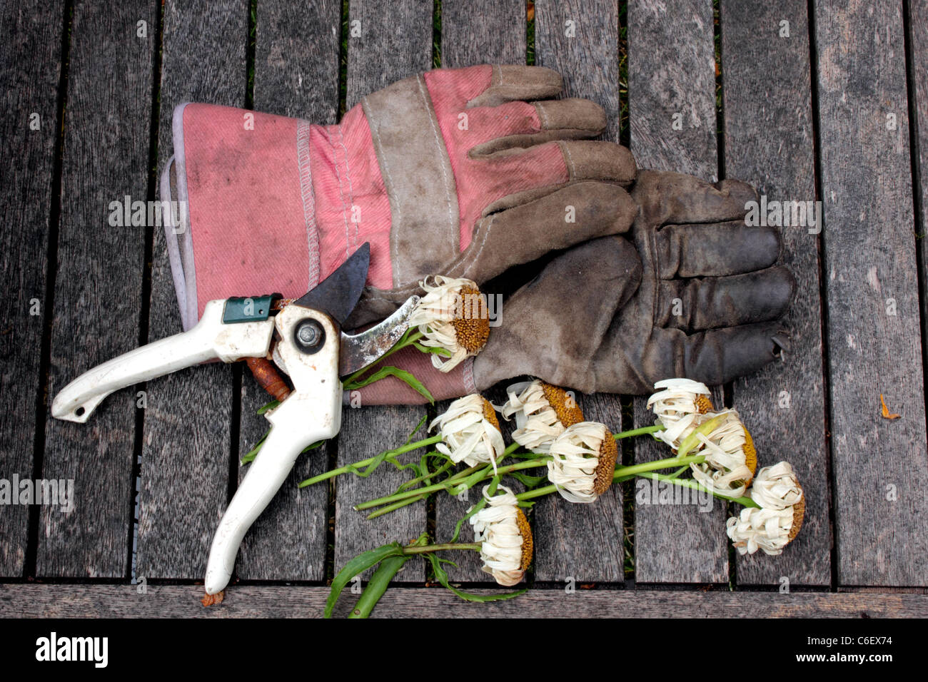 Vista aerea di guanti da giardinaggio, secateurs o tronchesini con potatura, tagliare o a vuoto fiori posti su una vecchia panca di legno Foto Stock