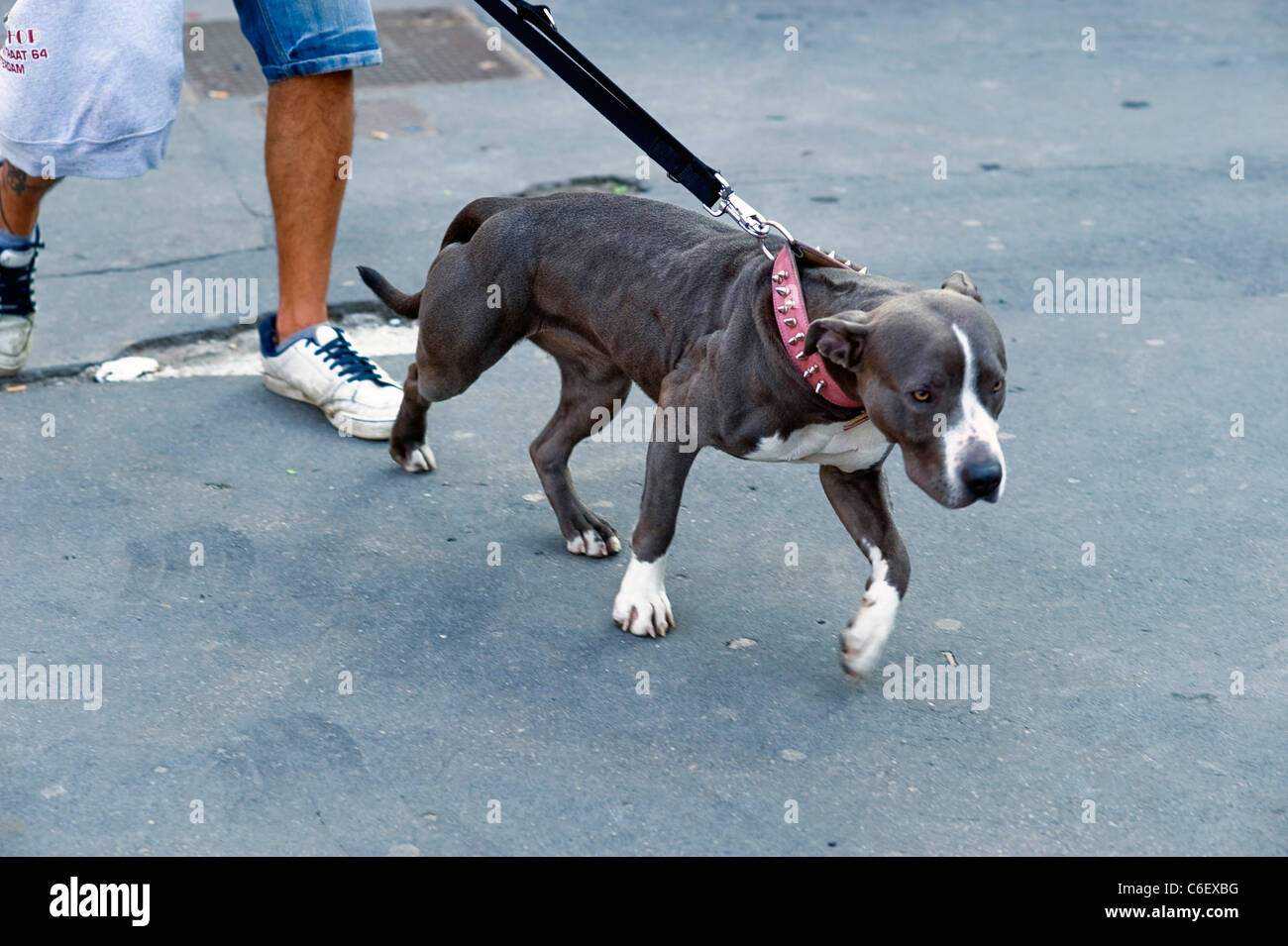 Pit bull terrier sulla via di Milano, Italia Foto Stock