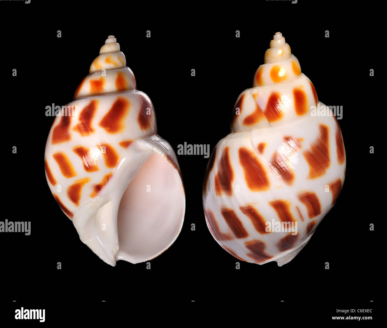 Areola Babilonia seashell (Babylonia areolata) c6cm Foto Stock