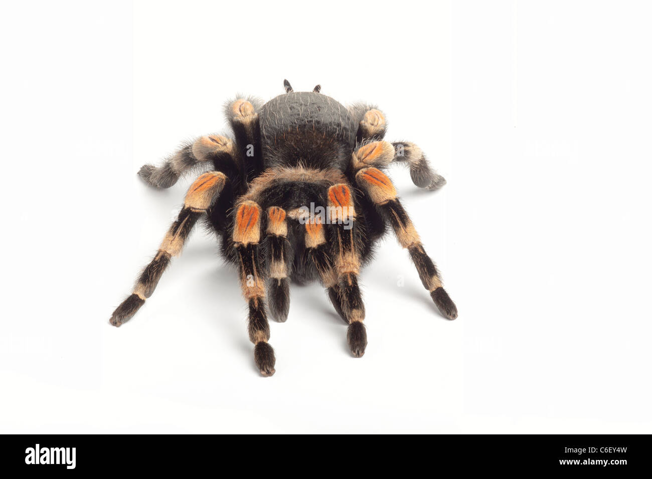 Rosso-impastare tarantola, smithii Brachypelma Foto Stock