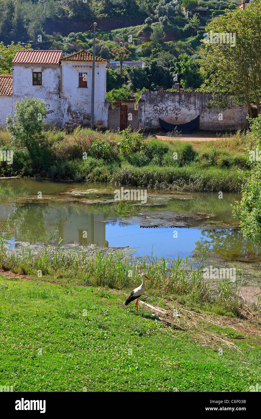 Silves, Algarve, Portogallo. Una cicogna cerca cibo sulla riva del Rio Arado. Foto Stock