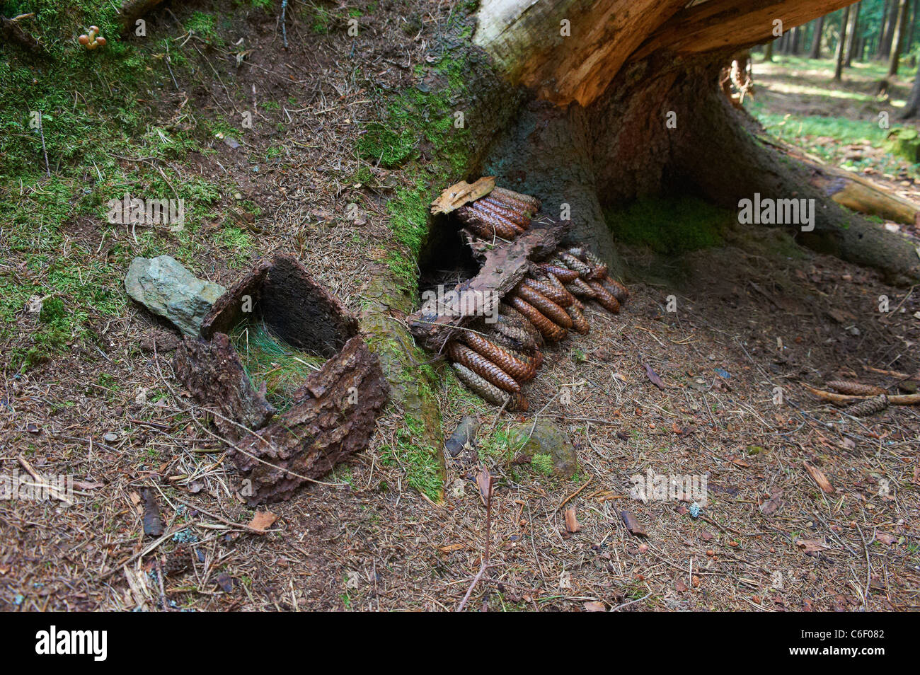 Casa in legno per la nana in foresta - costruire dai bambini - i bambini che giocano nella foresta Foto Stock