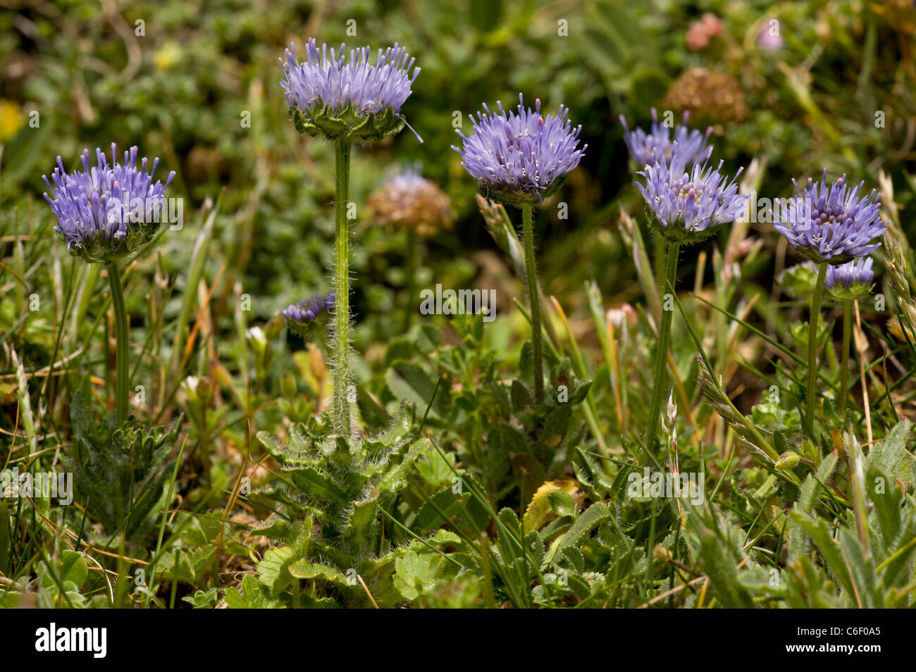 Pecore di bit Jasione montana nel tappeto erboso costiere, su la lucertola, Cornwall. Foto Stock