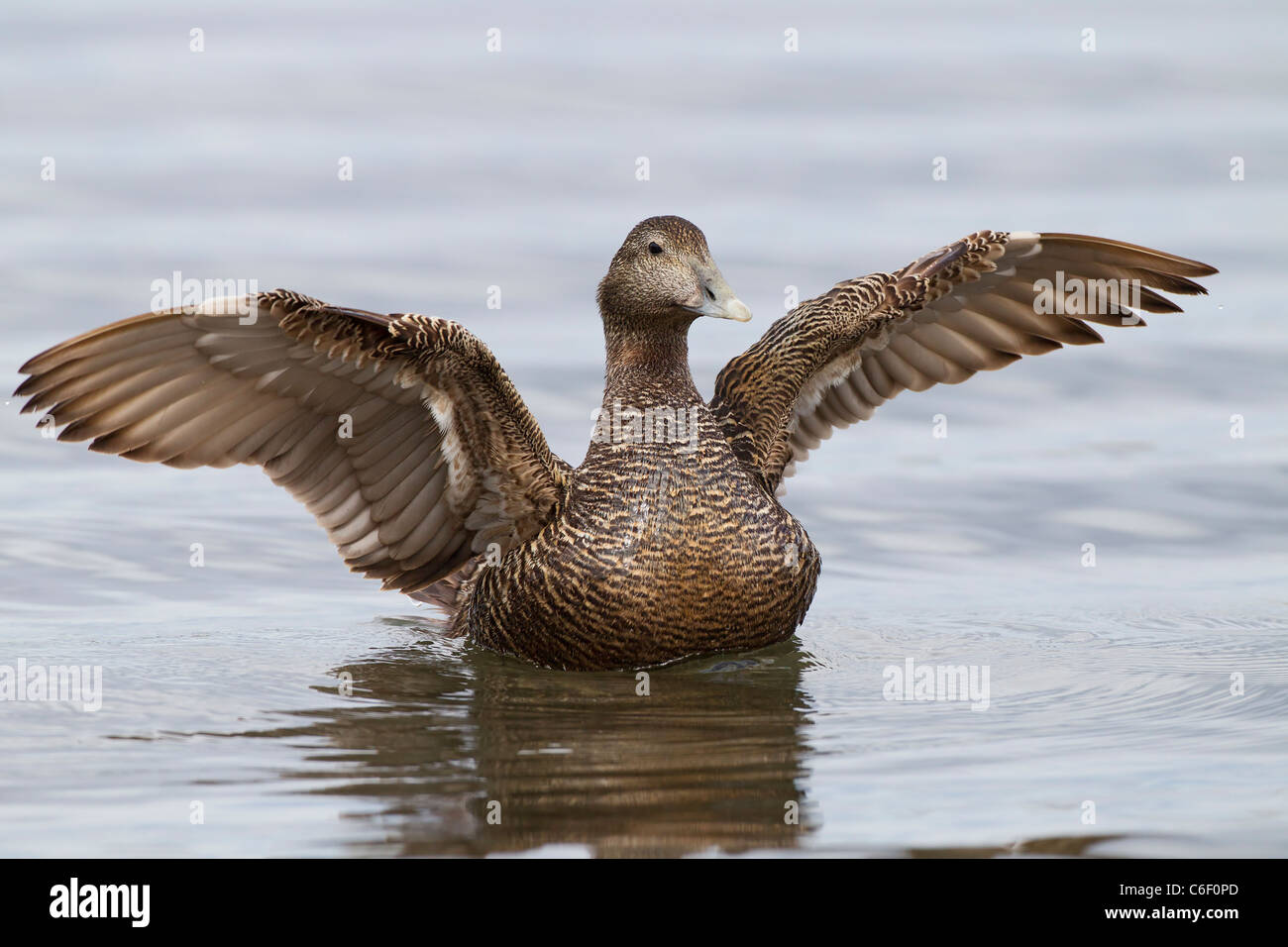 Eider comune (Somateria mollissima) femmina adulta di nuoto in mare, sbattimenti ali, Seahouses, Northumberland, England, Regno Unito, Europa Foto Stock