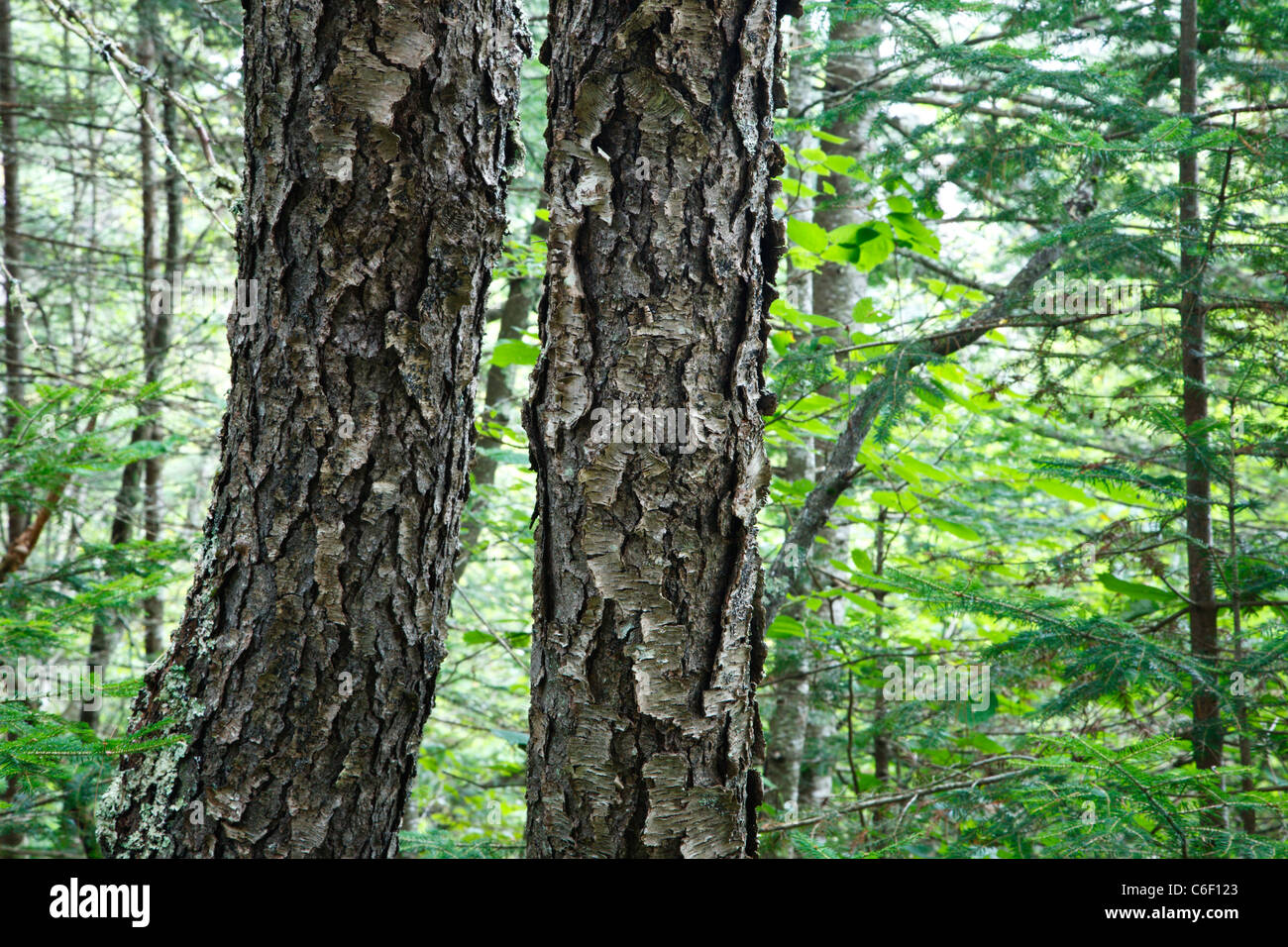 Corteccia di amarena - (Prunus serotina ehrh) tree - durante i mesi di estate in Albany, New Hampshire USA Foto Stock