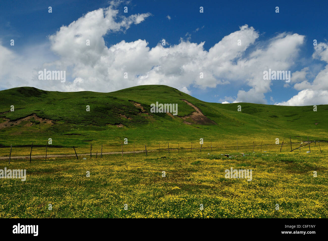 Pieno fiore fiori selvatici in Songpan Prairie. Sichuan, in Cina. Foto Stock