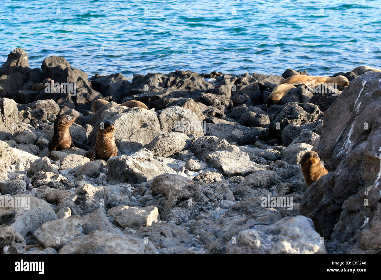 Le Galapagos i leoni di mare e i cuccioli di crogiolarvi al sole in Islas Lobos, Galapagos Foto Stock