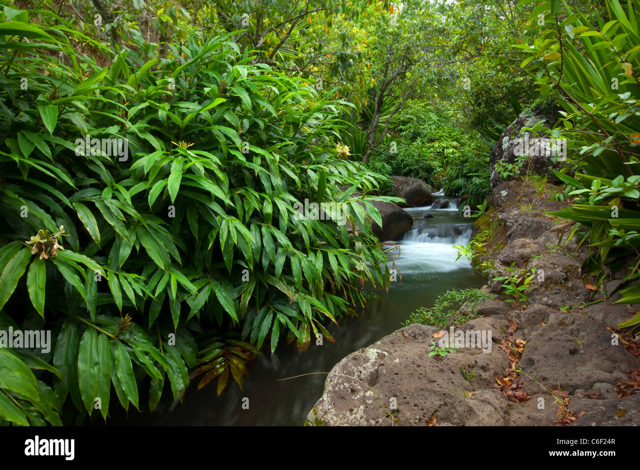 Kalalau Valley Stream, Costa Napali, Kauai, Hawaii Foto Stock