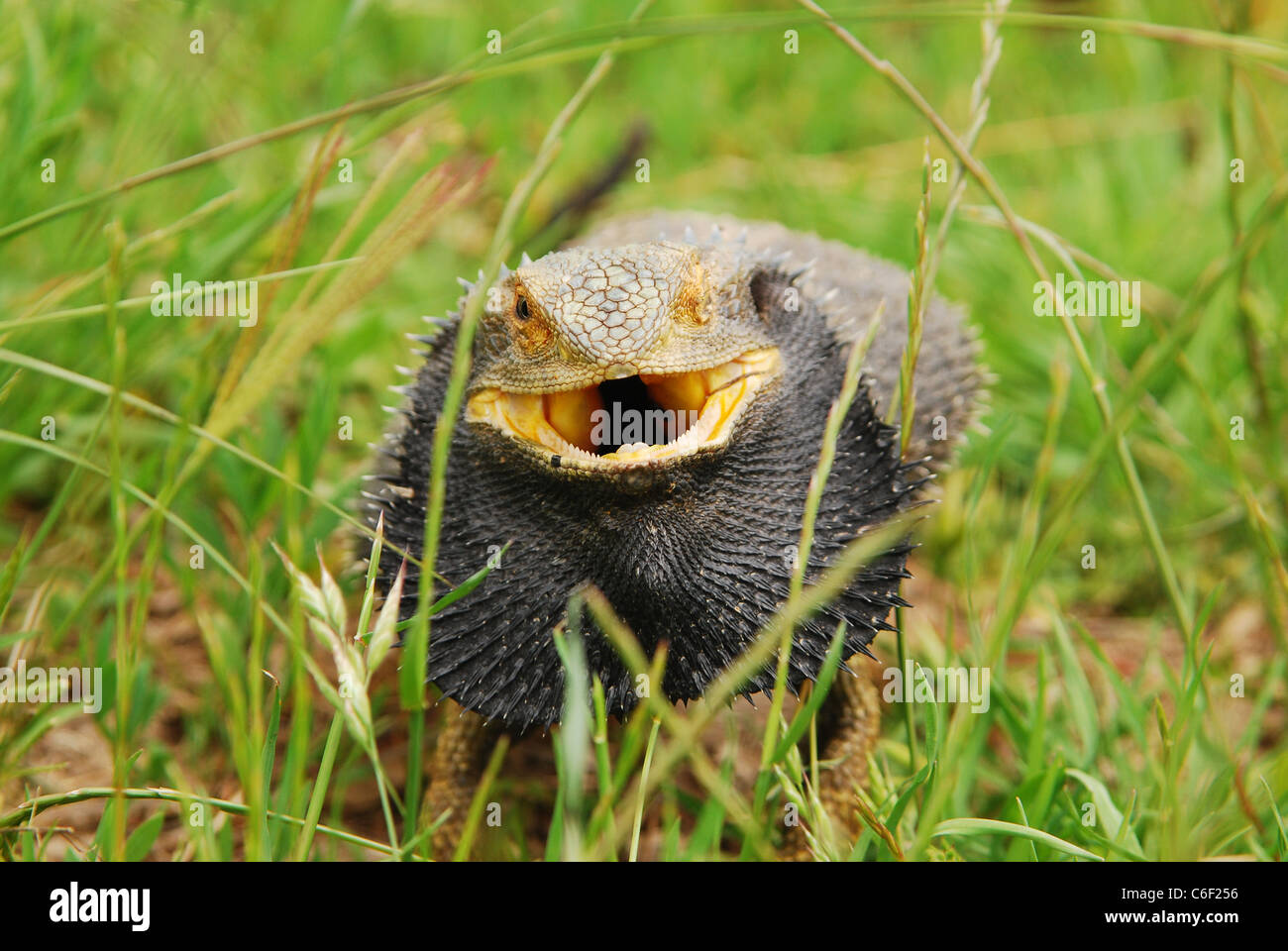 Wild Drago barbuto in erba Foto Stock