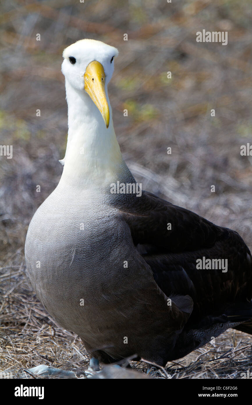 Adulto sventolato albatross a Punta Suarez Galápagos Foto Stock