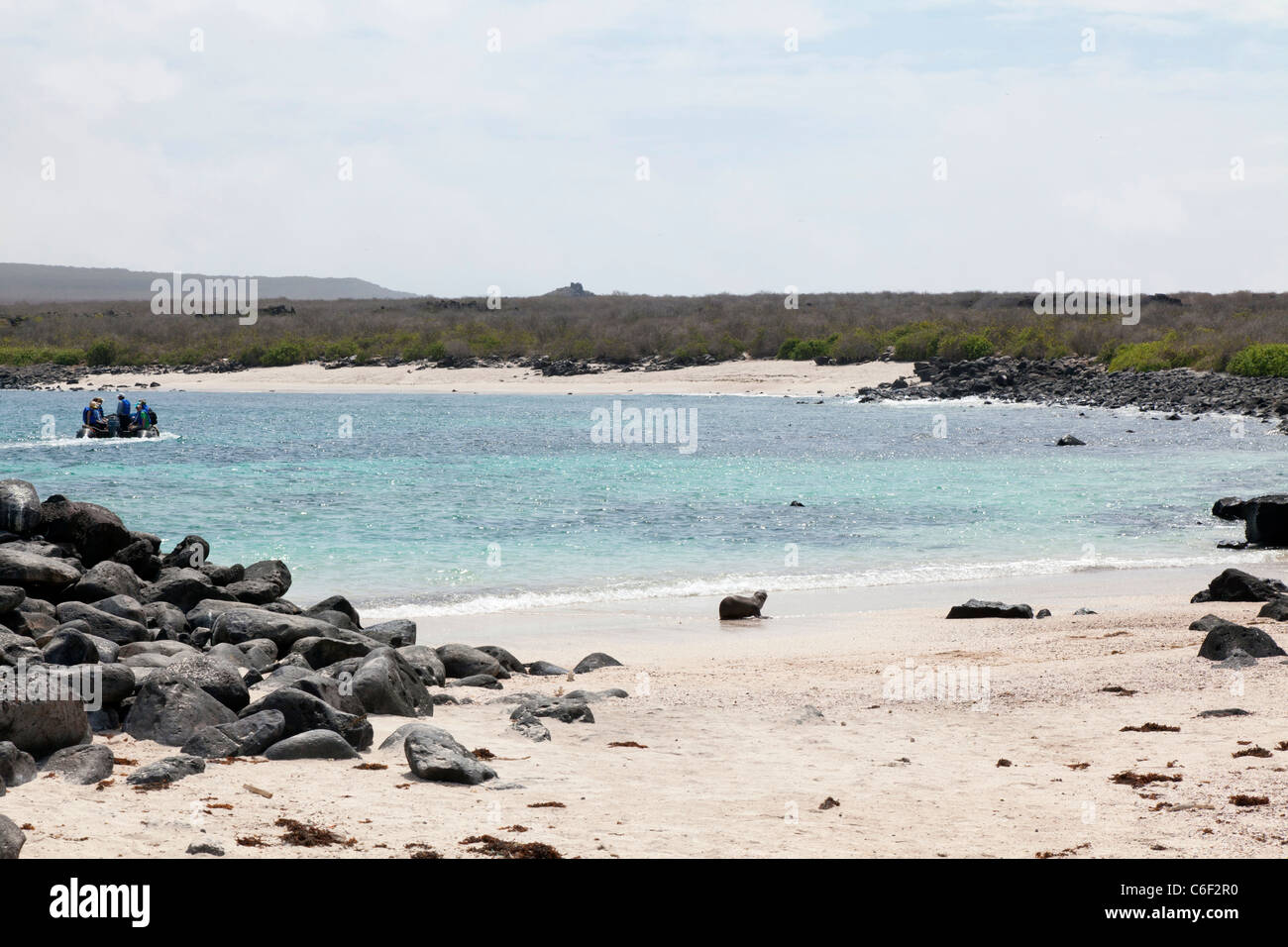 I giovani le Galapagos Sea Lion pup sulla spiaggia di Punta Suarez, all'Isola Espanola, Galapagos Foto Stock