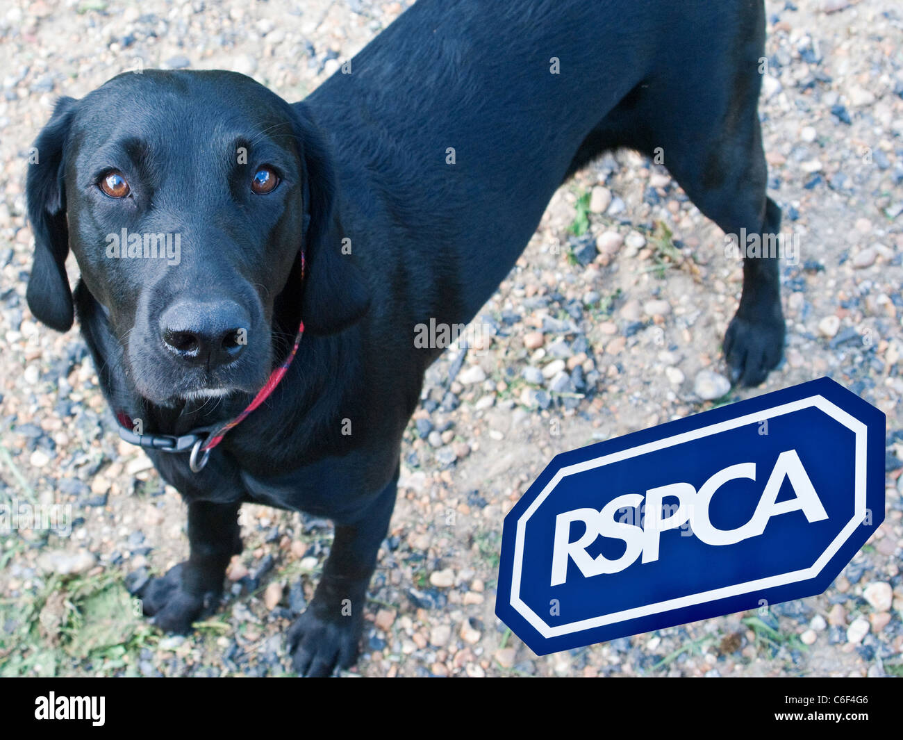 RSPCA logo, cane close up - ritagli messi insieme., Inghilterra, Regno Unito. Vista dall'alto. Close up (macro) Foto Stock