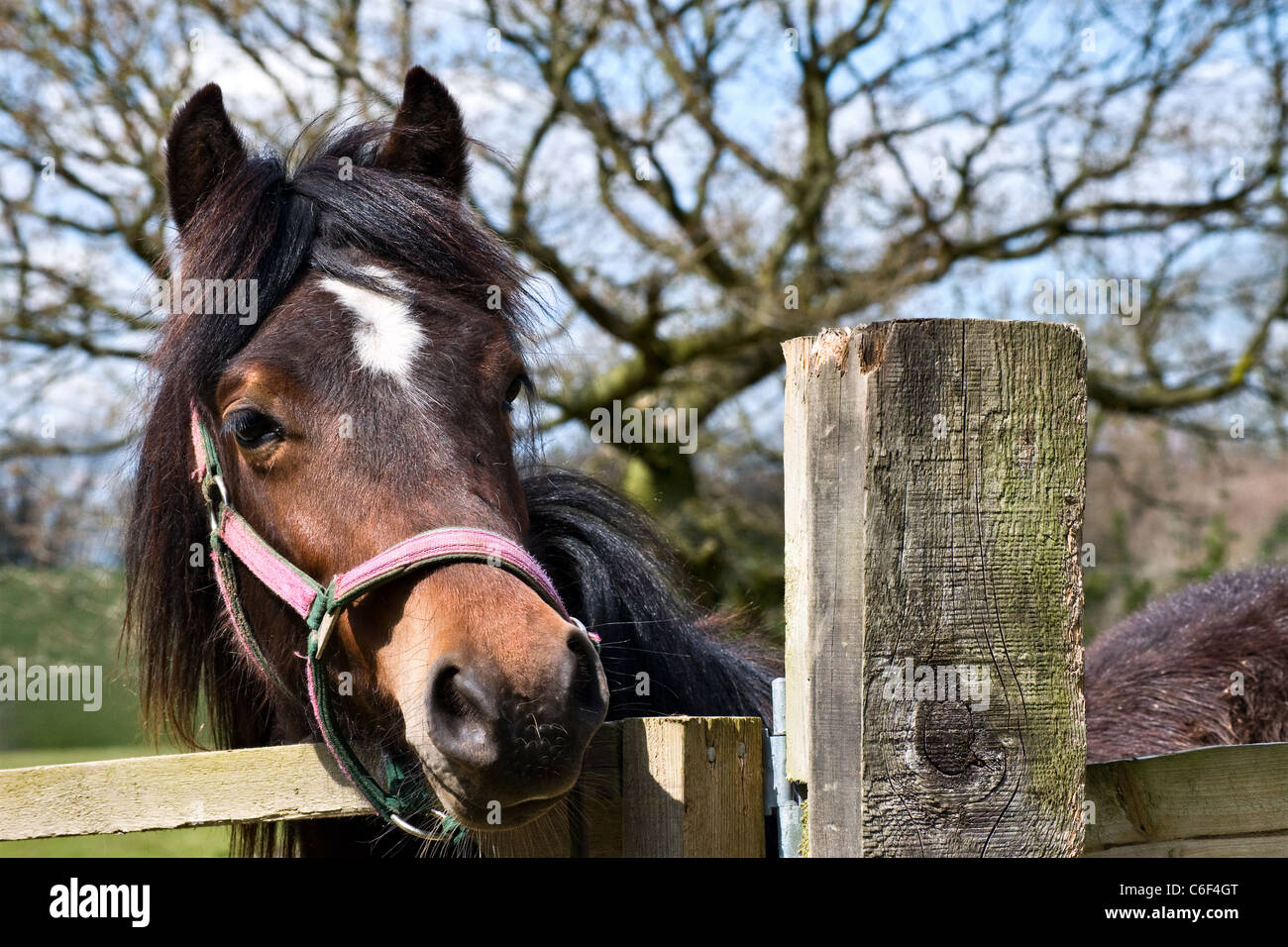 I giovani alla ricerca del cavallo oltre il recinto. Vista dal lato anteriore. Close up colpo alla testa Foto Stock