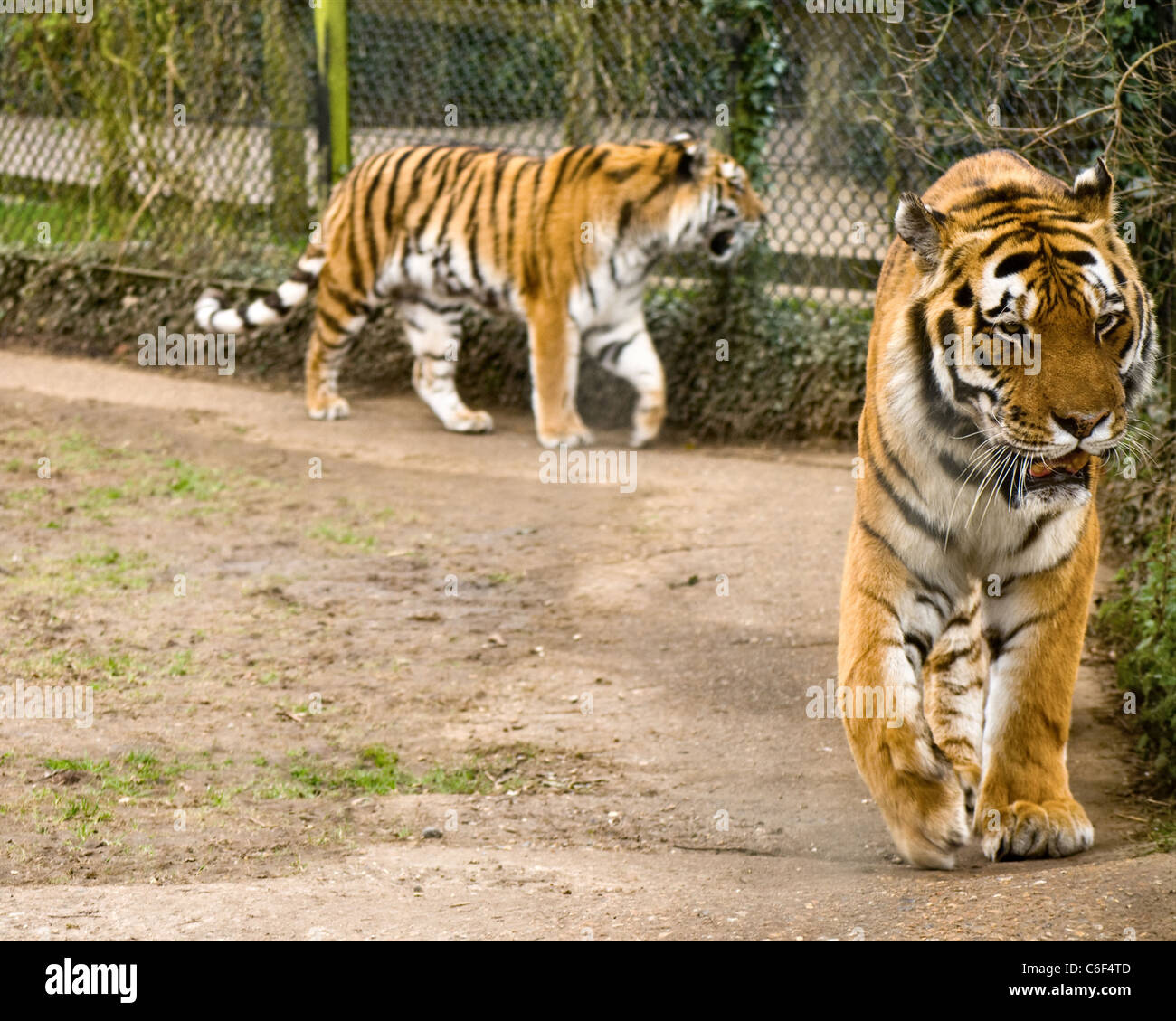 Tigre Siberiana camminando verso di te Foto Stock