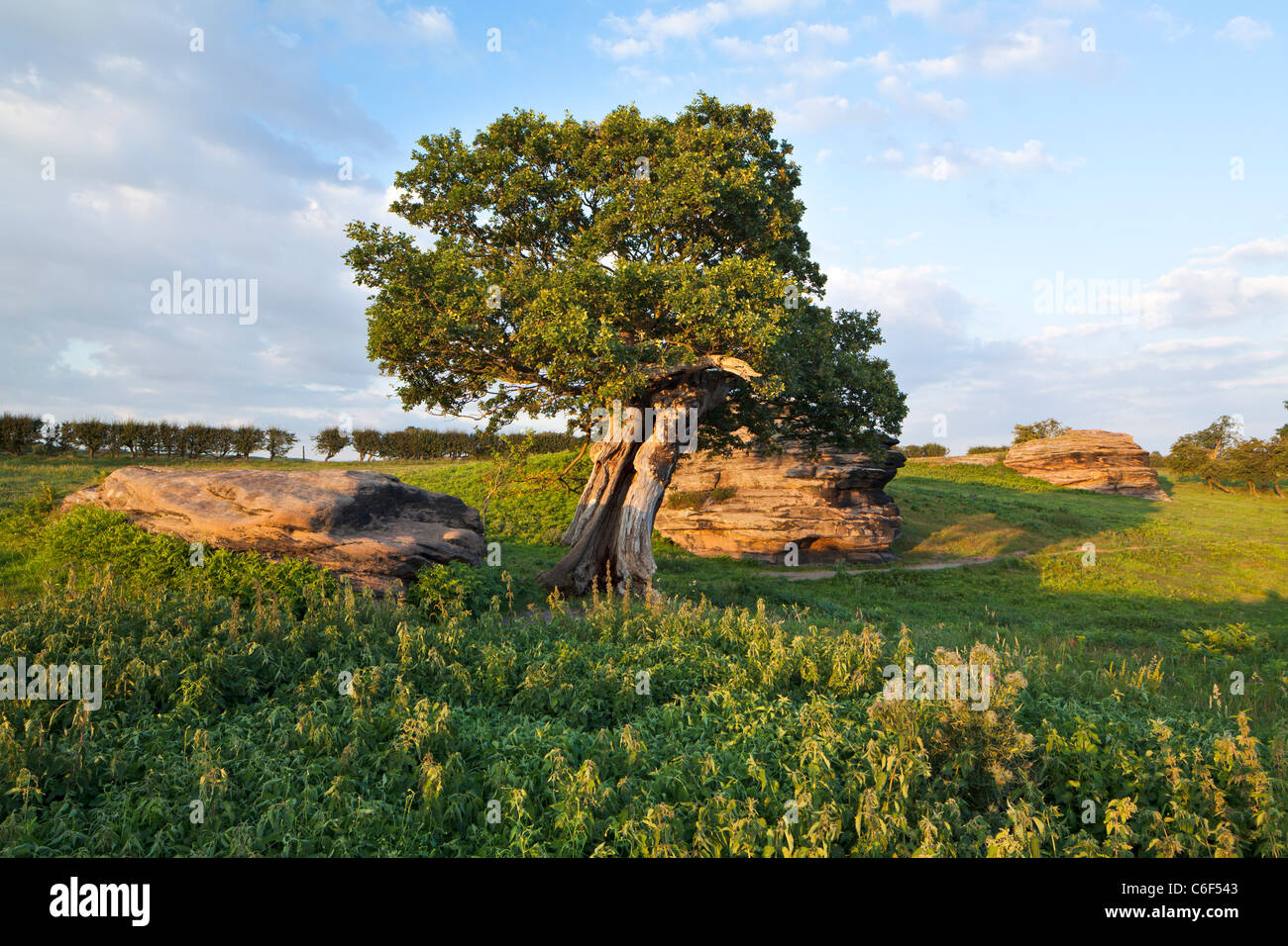 Affioramenti di graniglia di macina tra Follifoot e rocce Plunmpton,vicino a Harrogate, North Yorkshire. Foto Stock