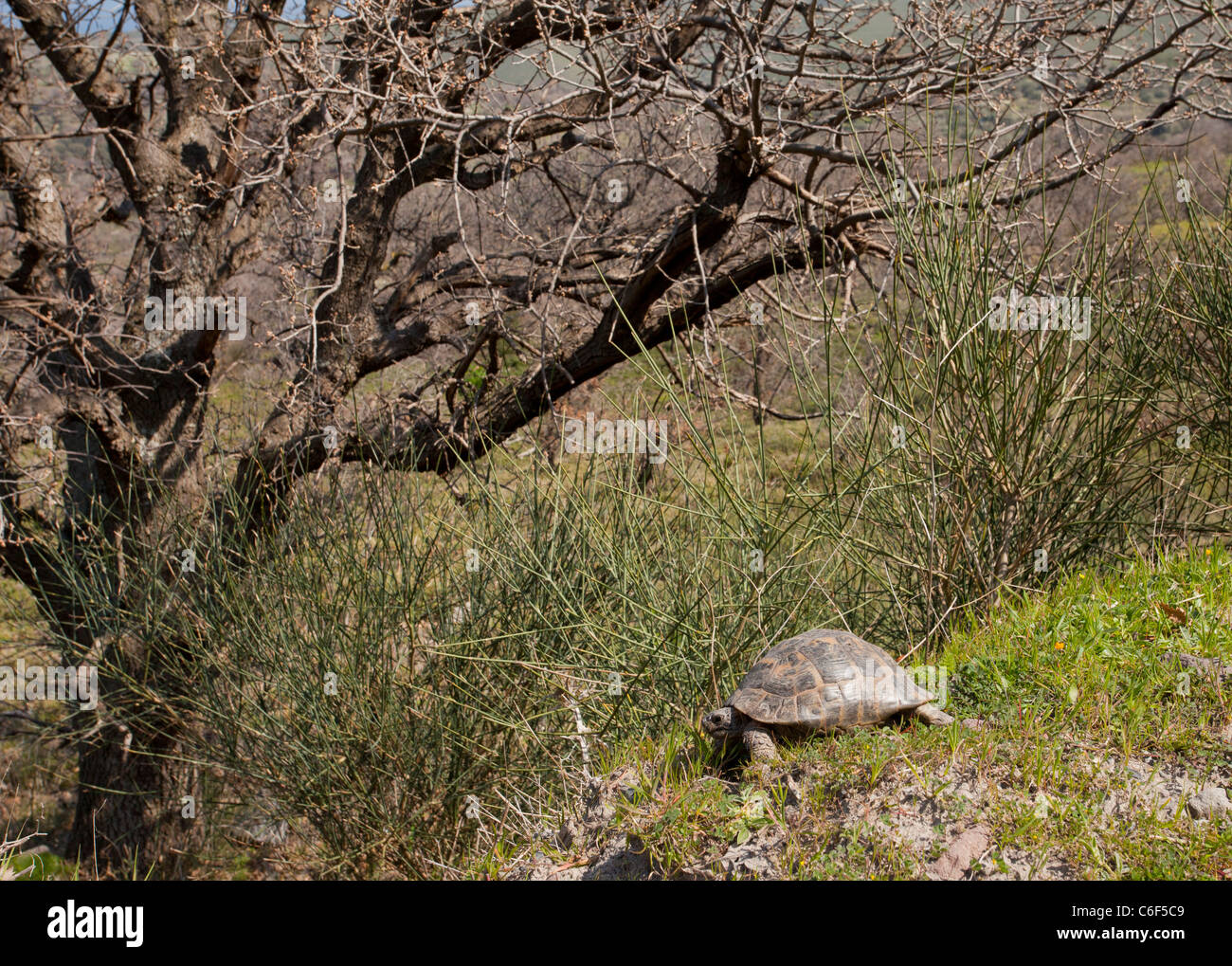 Sperone-thighed , Tartaruga Testudo graeca, nella campagna di West Lesbo (Lesbo), in Grecia. Foto Stock