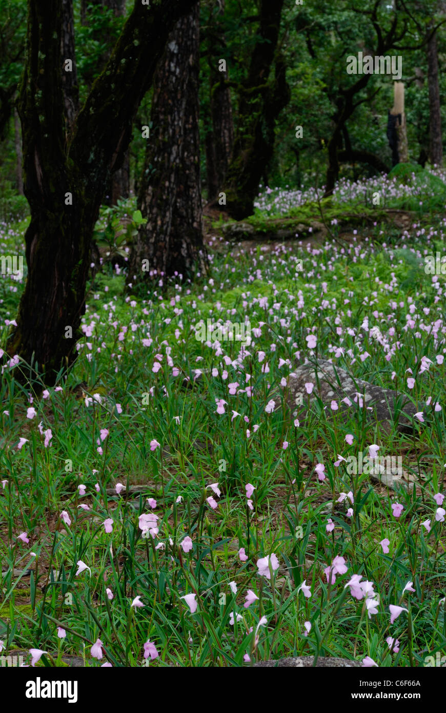 Selvatica di campo dei fiori, nei pressi di Nong Luang village,Dong Hua Sao nazionale di conservazione della biodiversità Area Altopiano di Boloven Champasak, Laos Foto Stock
