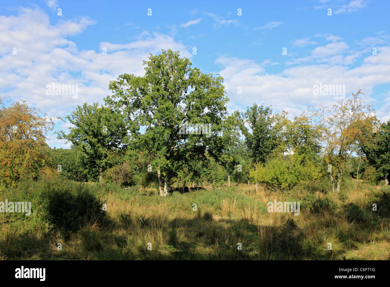 Comune di Epsom, Epsom Surrey, Inghilterra REGNO UNITO Foto Stock