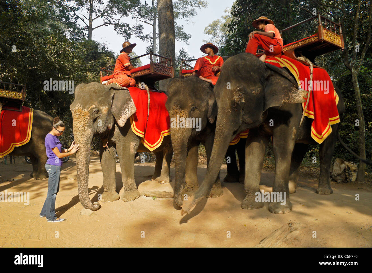 Turistico con elefanti asiatici e mahouts, Siem Reap, Cambogia Foto Stock