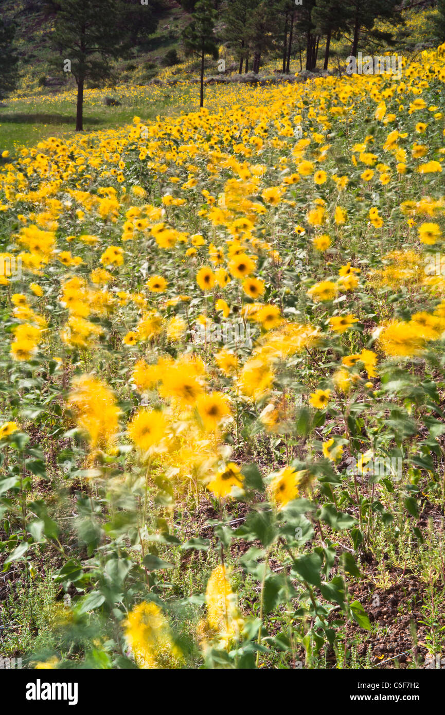 Comune di girasole è un ampiamente ramificazione, stout annuale, 1 1/2-8 m. di altezza, con hairy grossolanamente le foglie e steli. Fiore di terminale. Foto Stock