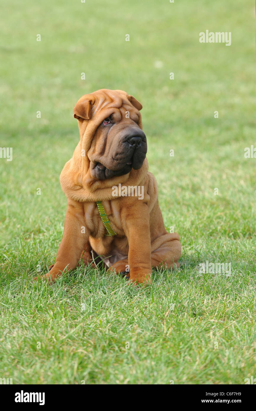 Shar-pei cucciolo di cane ritratto in giardino Foto Stock