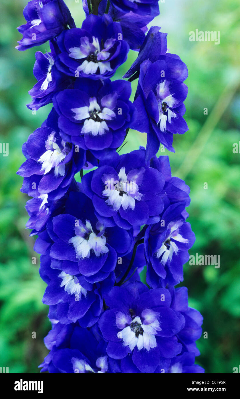 Delphinium " Uccello blu" blu delphiniums pianta di giardino piante fiori fiori Foto Stock