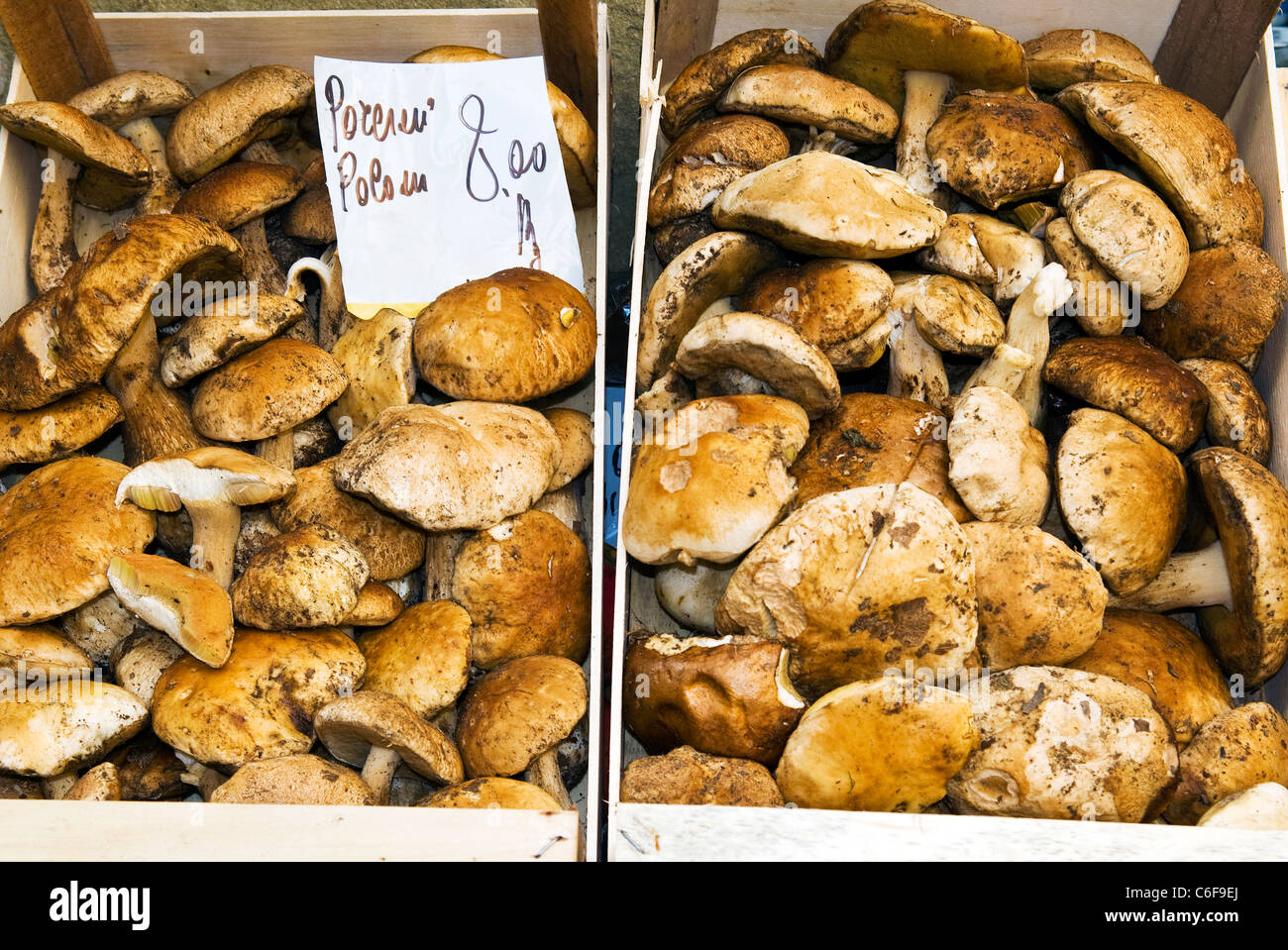 Porcini, penny bun, cep (Boletus edulis), Firenze, Toscana, Italia, Foto Stock