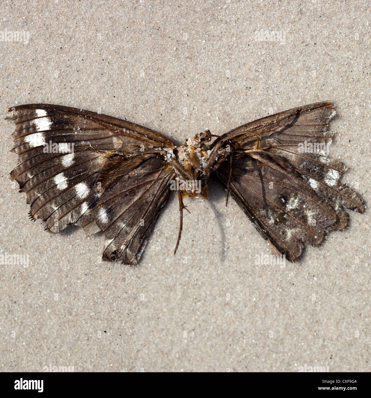 Farfalla morto disteso sulla spiaggia di Hua Hin Tailandia Foto Stock