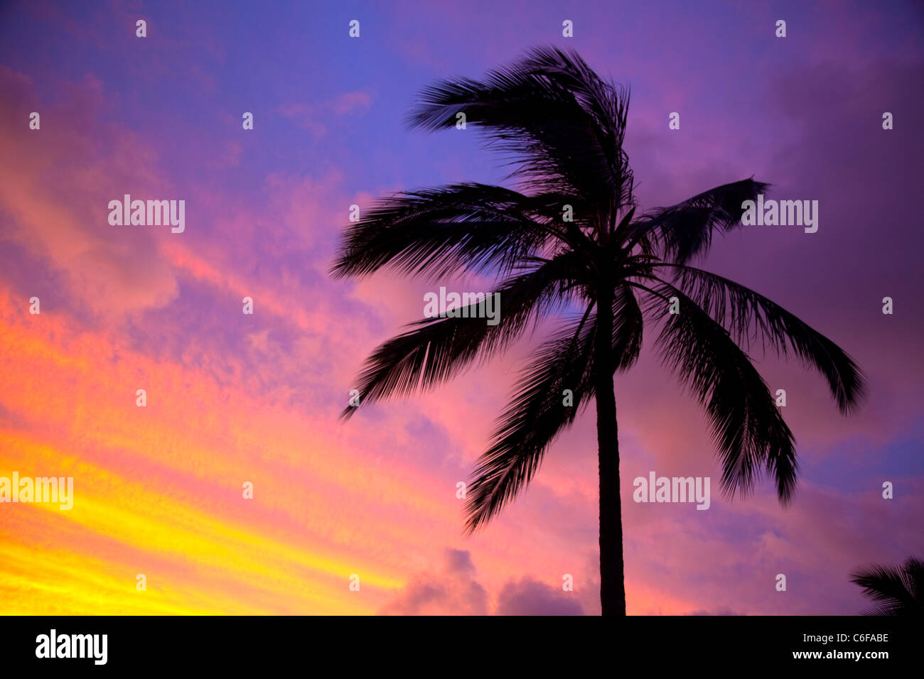 Coconut Palm tree, Hawaii Foto Stock