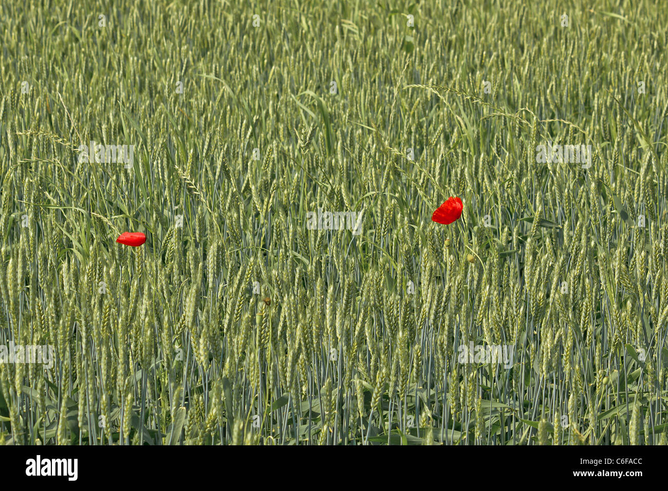 Due papavero rosso fiori in verde campo di grano Foto Stock