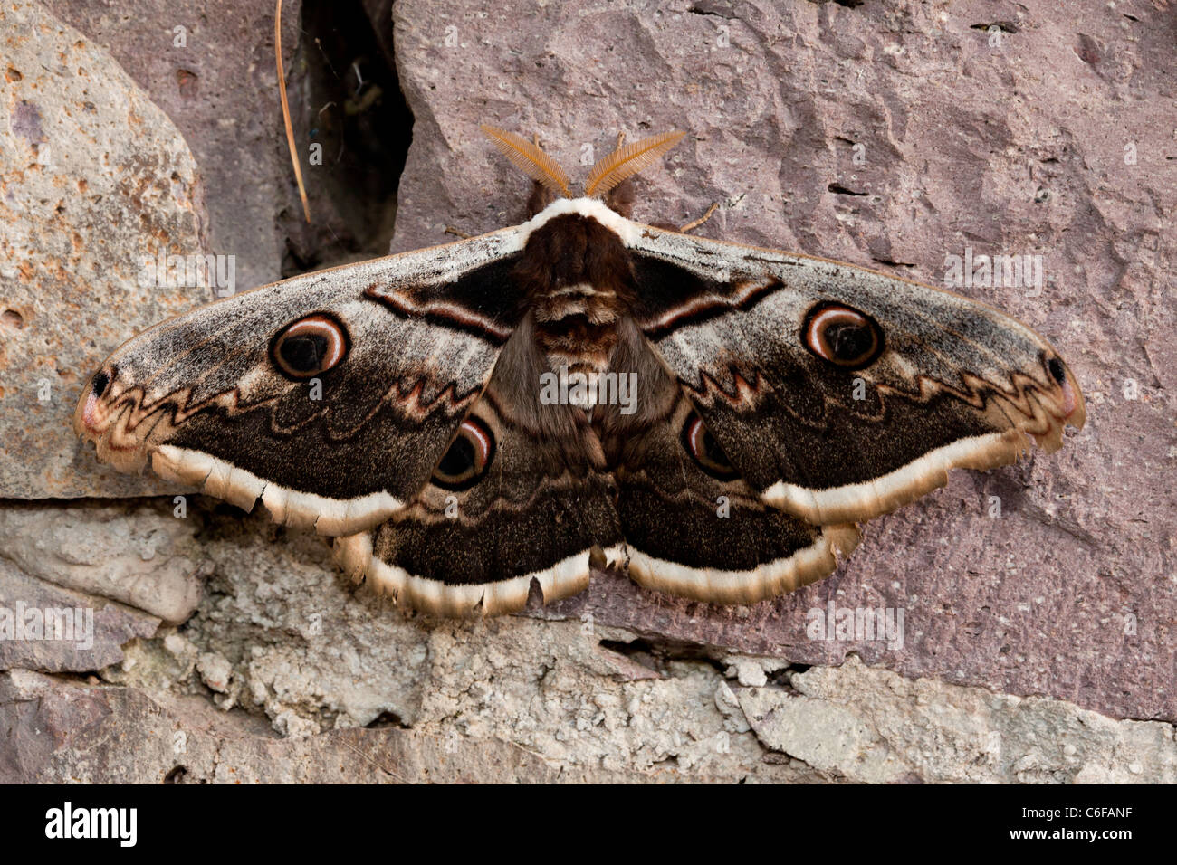 Giant Peacock Moth, Saturnia pyri - maschio con antenne feathery; Lesbo (Lesbo), in Grecia. Foto Stock