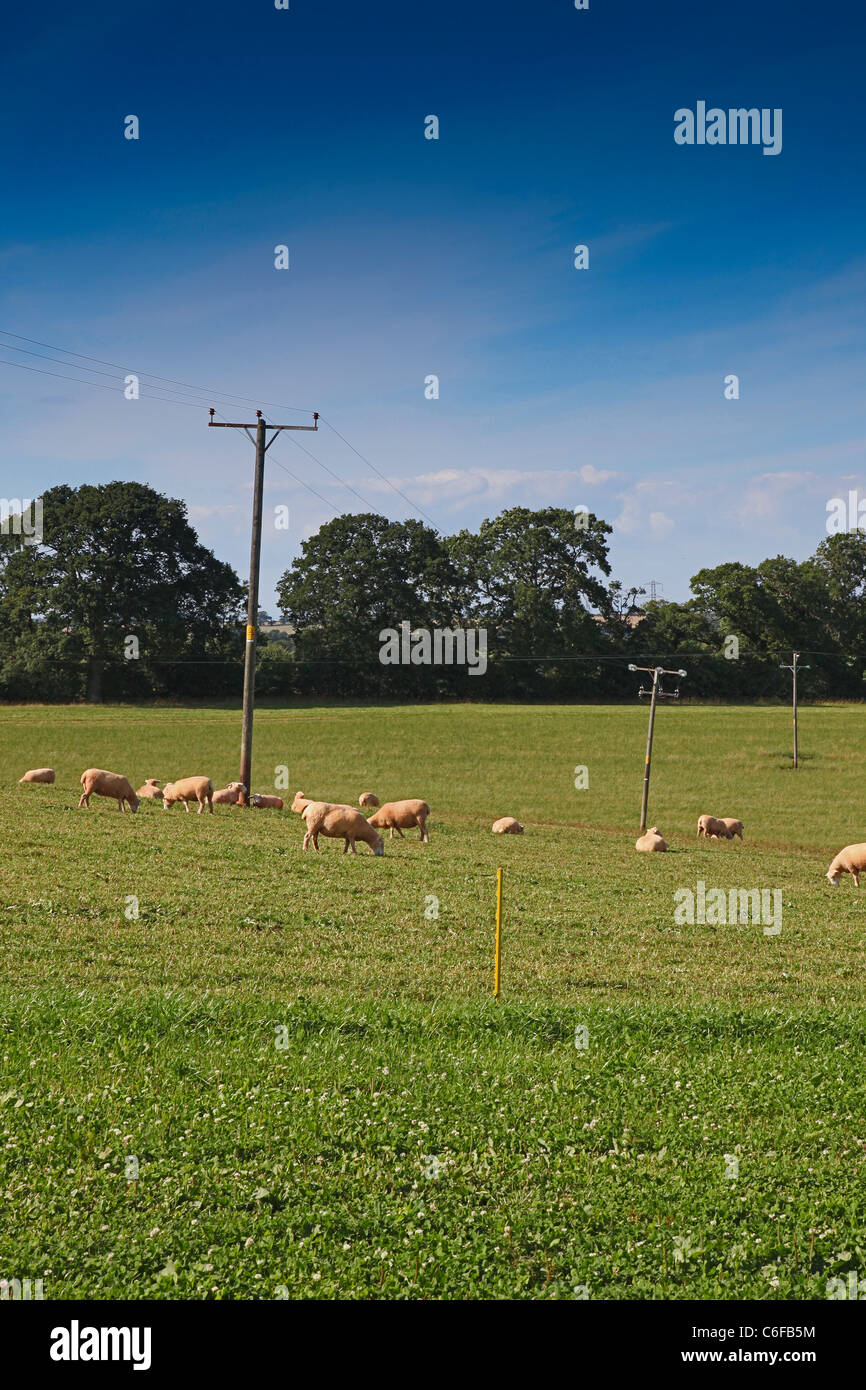 Un campo di Texel x striscia di pecore pascolano sui Hunstile fattoria organica sulle pendici delle colline di Quantock Somerset, Inghilterra, Regno Unito Foto Stock